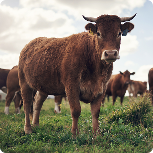 Vekâleten Kurban Bağışı